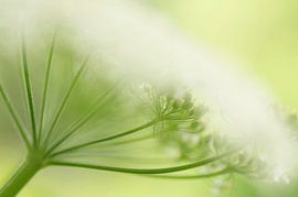 Doux vue de la Persil de vache