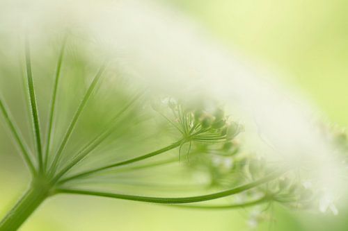 Zachte weergave van het Fluitenkruid.