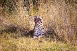 Léopard bondissant lors d'un safari au Sri Lanka sur Michiel Ton