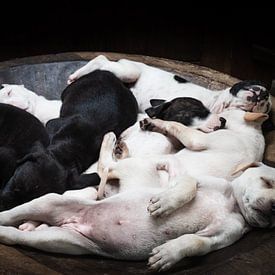 Puppies in een kom van Bart Hageman Photography