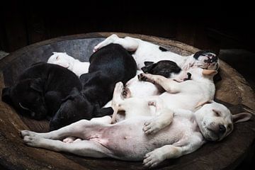 Puppies in een kom van Bart Hageman Photography