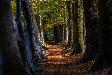 Follow the Path by Marc Smits
