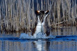 Grèbe huppé sur Karin Jähne