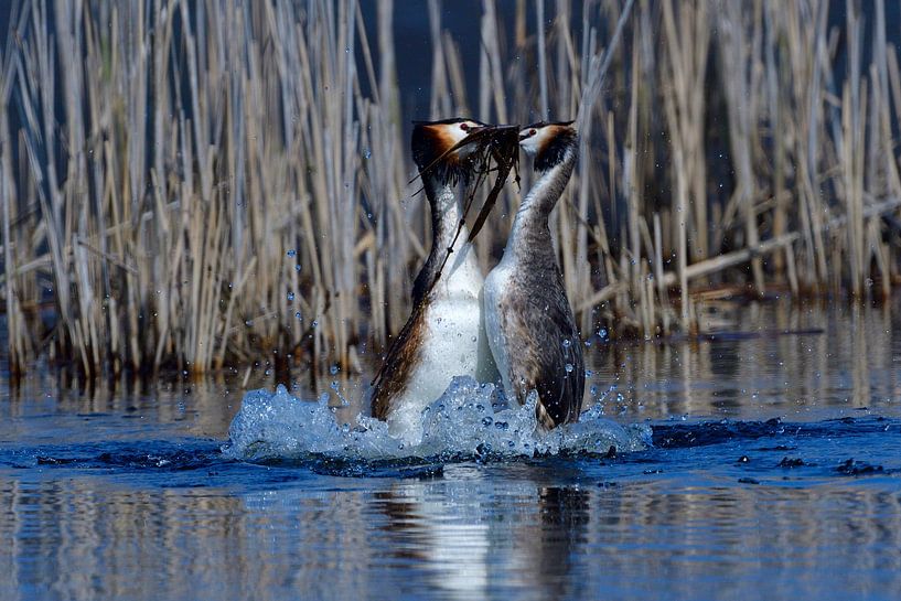 Great Crested Grebe by Karin Jähne