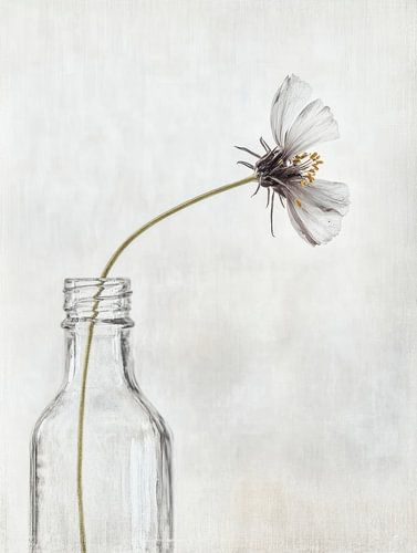 Stilleven in Japandi stijl