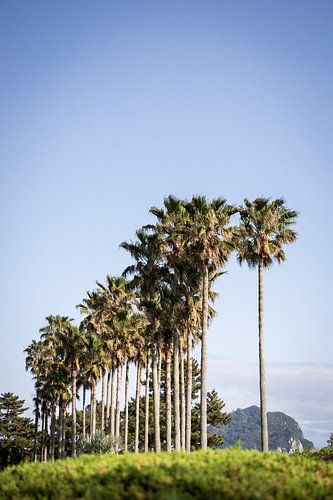 Horizon dans la verdure