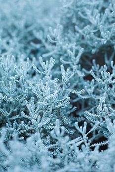 Blaue Heilige Fahne oder Zypressenkraut