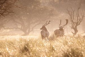 Damhirsch im Nebel