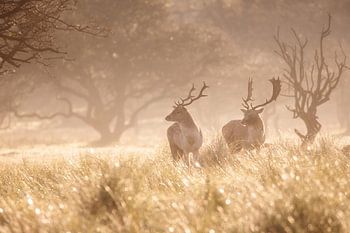 Fallow deer in the fog