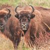 twee Wisenten kijken ons aan van Andre Bolhoeve