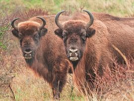 deux wisents nous regardent sur Andre Bolhoeve