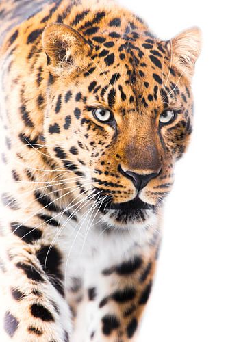 Powerful big cat leopard close-up walks forward, powerful beautiful body occupies most of the photo,