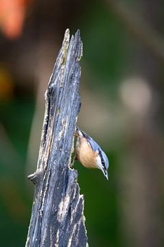 Boomklever (Sitta europaea) van Dirk Rüter