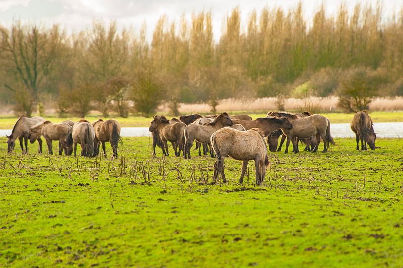 Konikpaarden in het Wild van Brian Morgan