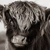 Junger schottischer Highlander (Sepia) von Latifa - Natuurfotografie