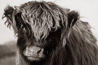 Jonge Schotse hooglander (Sepia) van Latifa - Natuurfotografie thumbnail