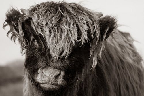 Young Scottish Highlander (Sepia)