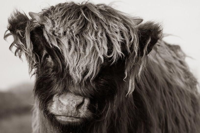 Junger schottischer Highlander (Sepia) von Latifa - Natuurfotografie