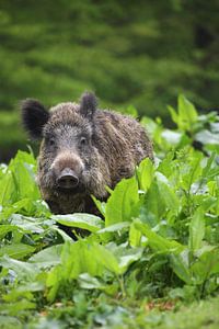 Sanglier (Sus scrofa)