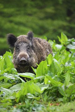 Wild Boar (Sus scrofa) by Ronald Pol