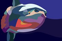 Colorful Mola Fish Artwork Fauna Ocean