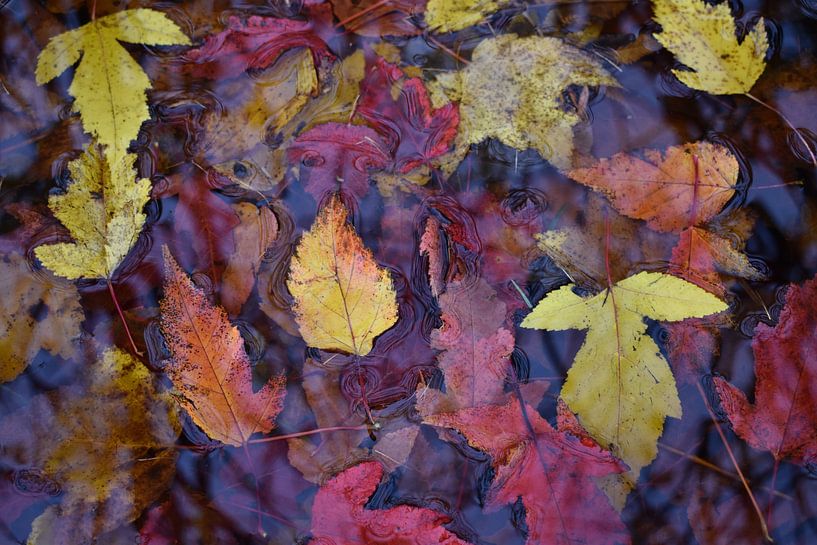 Herbstlaub in einem Bach von Claude Laprise
