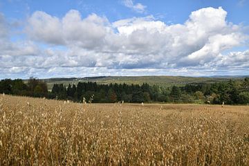 An oat field in autumn by Claude Laprise