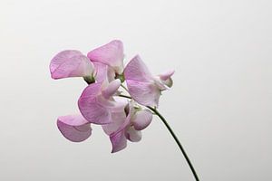 roze lathyrus met witte achtergrond van anne droogsma