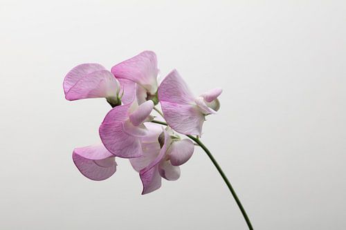 pink lathyrus with white background
