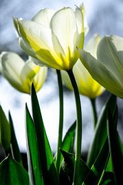 witte tulpen by Annemarie Ostendorf