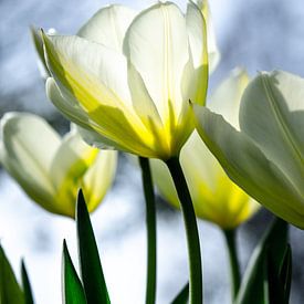 witte tulpen sur Annemarie Ostendorf