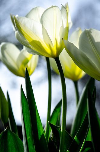 witte tulpen