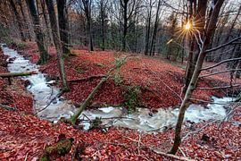 Mountain stream in the Ardennes by Rob Boon