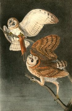 Uil, Barn Owl., Audubon, John James, 1785-1851