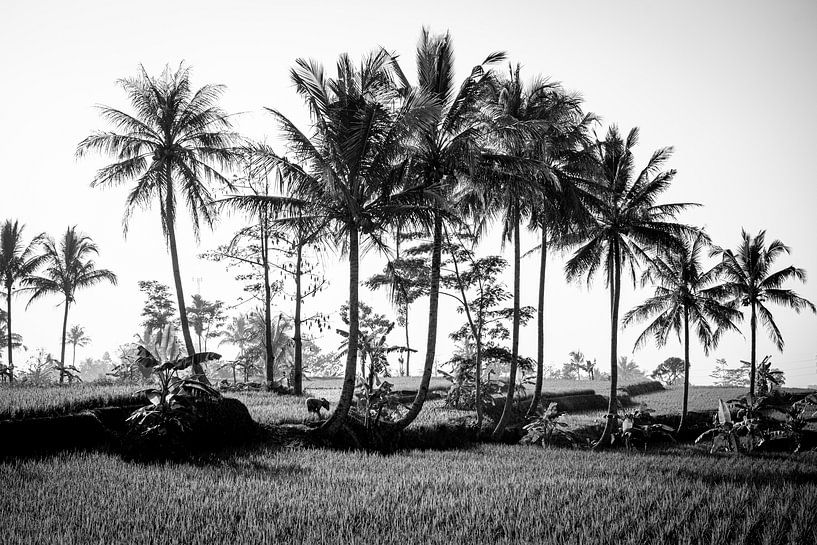 Palm trees on a rice field by Ellis Peeters