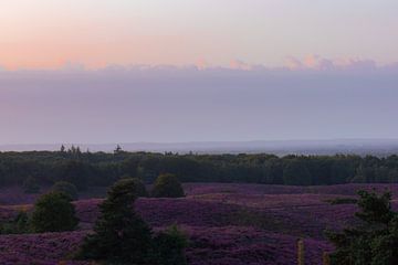 bloeiende heide in de ochtend van Tania Perneel