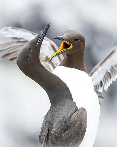 Guillemot sur Tom Zwerver