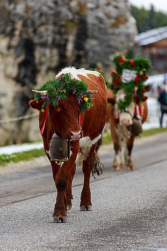 Een versierde koe tijdens de veedrift op de Seiser Alm