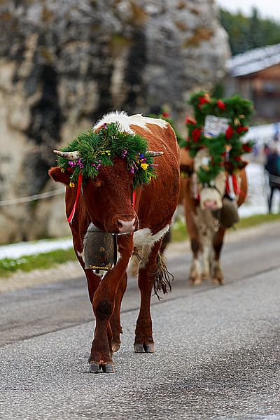 eine geschmückte Kuh beim Almabtrieb auf der Seiser Alm von Thomas Heitz