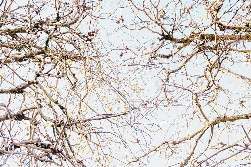 Branches of tree in pastel by Photo Dutch Salt Photo Dutch Salt