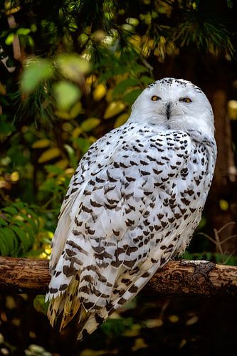 Close-up van een sneeuwuil