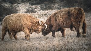 Schottische Hochlandbewohner im Naturschutzgebiet