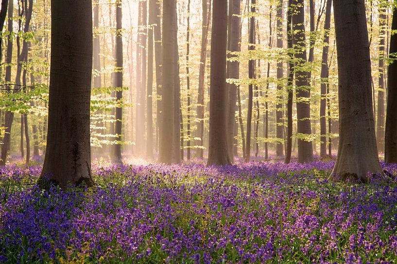 Mistige zonsopgang in het bos van Elena Jongman