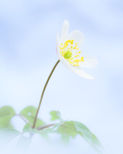Weich von John Goossens Photography