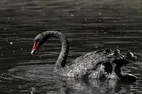Le lac des cygnes