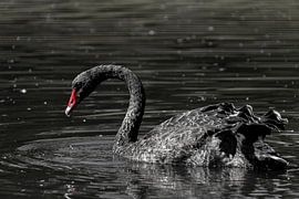 Swan Lake by Anja Jansen