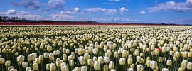 Tulpen by Evelien Stijf
