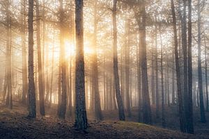 Beams of light von Erik de Jong