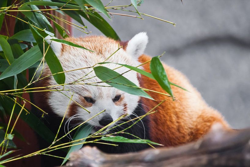 Cute red panda (small panda)Among the foliage of bamboo.  on the branches of a tree. Close-up. by Michael Semenov