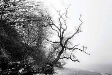 Plage naturelle dans le brouillard